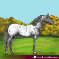 Horse Color:Black Near Leopard 