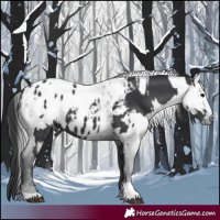 Horse Color:Black Appaloosa  and Gray Black Appaloosa 