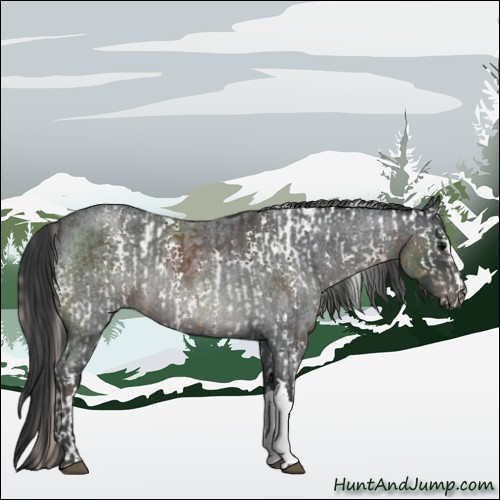 Horse Color:White Spotted Silver Black  and Blue Roan 