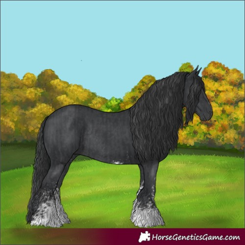 Horse Color:Black Sabino Rabicano  and Black Sabino Rabicano 