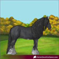 Horse Color:Black Sabino Rabicano  and Black Sabino Rabicano 