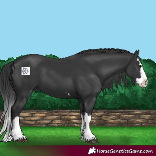 Horse Color:Black Splash 