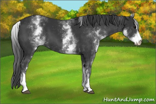 Horse Color:White Spotted Black Sabino 