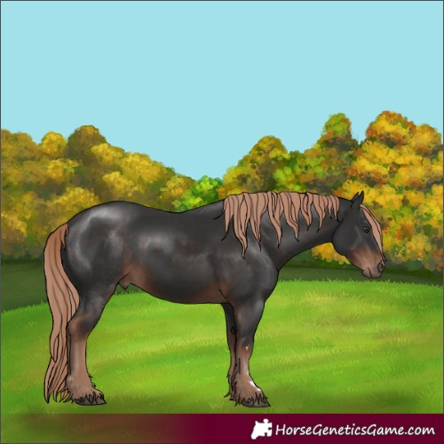 Horse Color:Liver Chestnut 