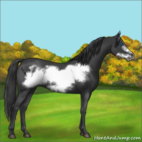Horse Color:Blue Roan Frame
