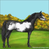Horse Color:Blue Roan Frame