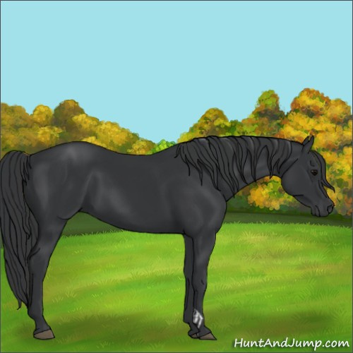 Horse Color:Black and Black