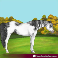 Horse Color:White Spotted Black Sabino Frame 