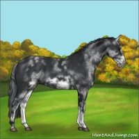 Horse Color:White Spotted Black Sabino Frame