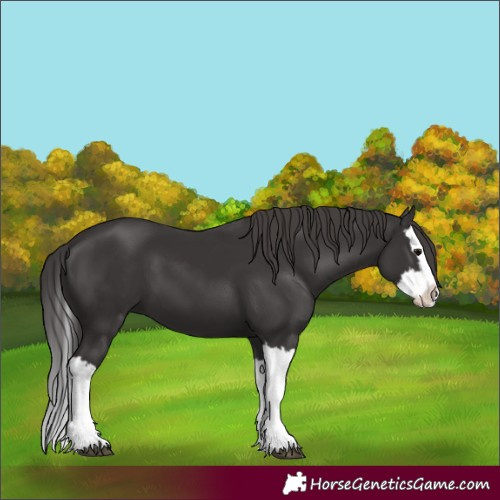 Horse Color:Smoky Black Splash