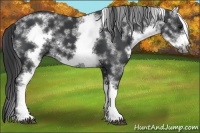 Horse Color:White Spotted Black Sabino Frame 