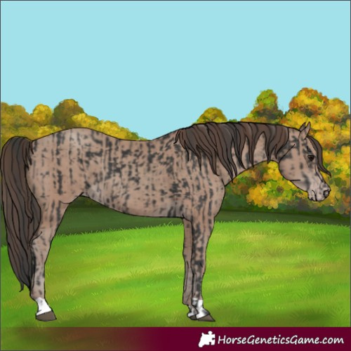 Horse Color:Black  and Classic Champagne 