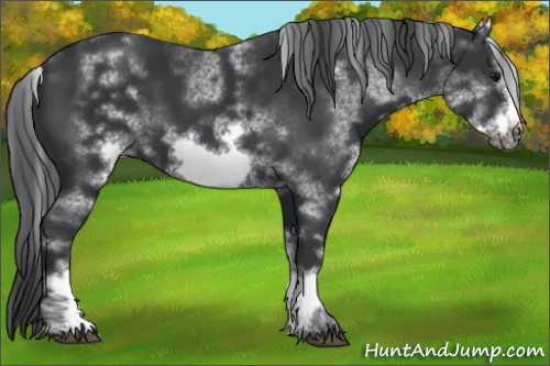 Horse Color:White Spotted Black Sabino Frame