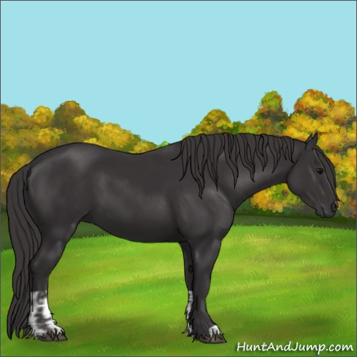 Horse Color:Smoky Black  and Smoky Black 