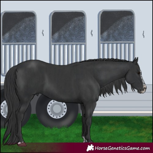 Horse Color:Black and Black Splash