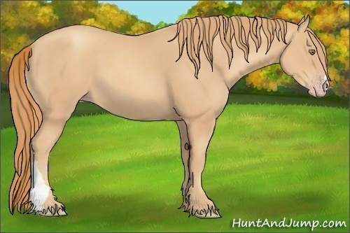 Horse Color:Gold Champagne 