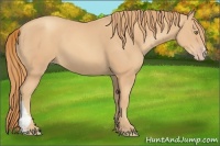 Horse Color:Gold Champagne 