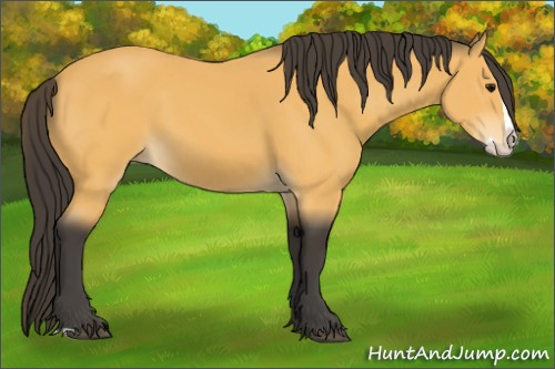 Horse Color:Buckskin Splash 