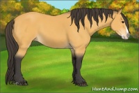 Horse Color:Buckskin Splash 