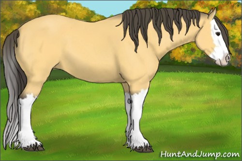 Horse Color:Buckskin Splash 