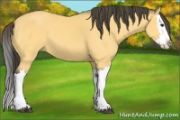 Horse Color:Buckskin Splash 