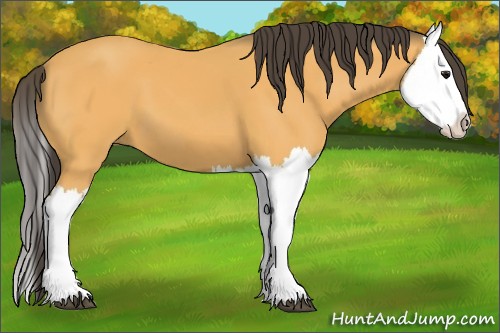 Horse Color:Buckskin Splash 
