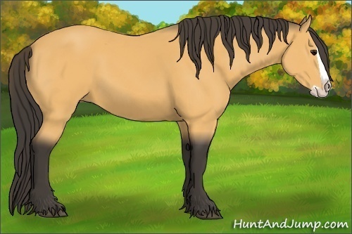 Horse Color:Buckskin Splash 