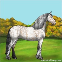 Horse Color:Brown Dun  and White Spotted Brown Dun 