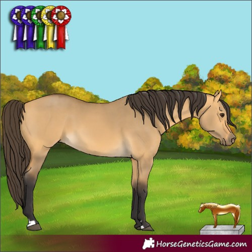 Horse Color:Buckskin Dun 