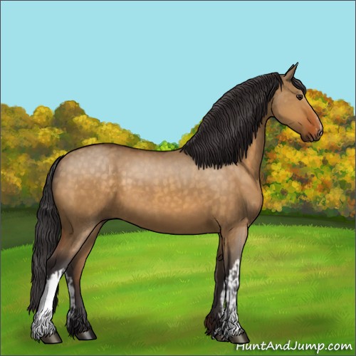 Horse Color:Buckskin Dun  and Buckskin Dun 