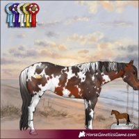 Horse Color:White Spotted Bay 