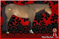 Horse Color:Buckskin Dun Rabicano 
