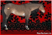 Horse Color:Brown Dun Tobiano 