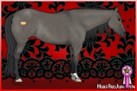Horse Color:Grullo Rabicano 