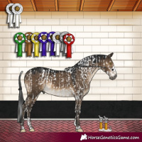 Horse Color:Gray Brown Dun Sabino Brindle and Gray Brown Dun Sabino