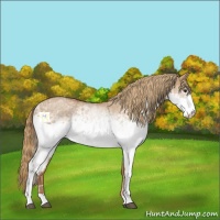 Horse Color:White Spotted Red Dun 