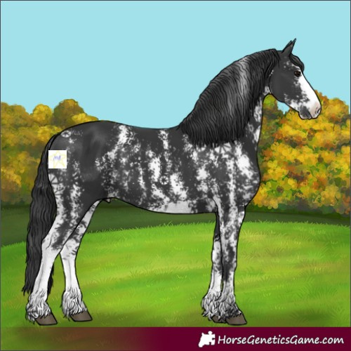 Horse Color:Black Sabino