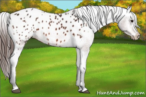 Horse Color:Bay Appaloosa 
