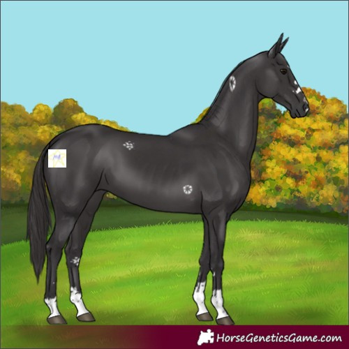 Horse Color:Smoky Black 