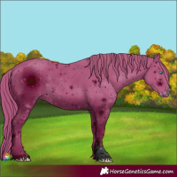 Horse Color:ERROR: UNKNOWN ANOMALY