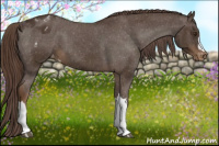 Horse Color:Liver Chestnut Appaloosa