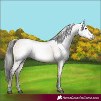 Horse Color:Gray Bay Dun 