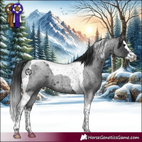 Horse Color:Blue Roan Splash Tobiano