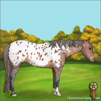 Horse Color:Bay Appaloosa 