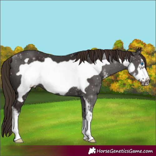 Horse Color:Liver Chestnut Sabino Frame 