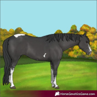 Horse Color:White Spotted Black Tobiano 