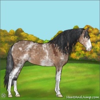 Horse Color:White Spotted Brown Dun 