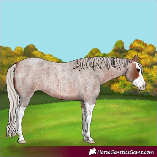 Horse Color:Silver Bay Roan Splash