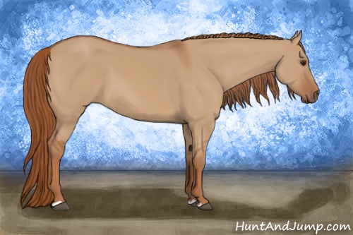 Horse Color:Red Dun 