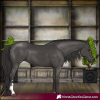 Horse Color:Smoky Black Sabino